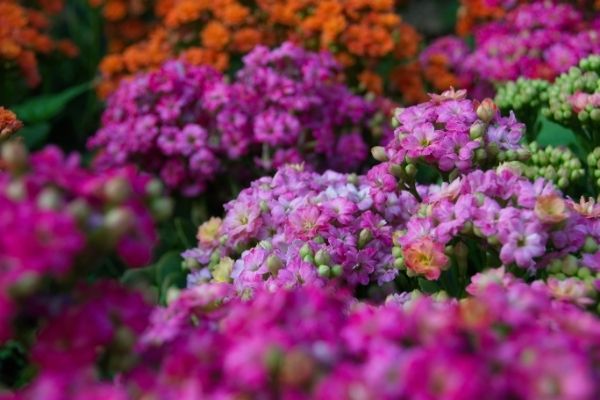 Colourful Foliage Plants For Your Garden