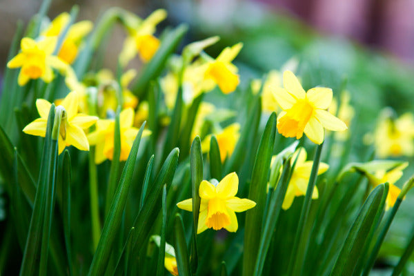 What’s the difference between Daffodils, Narcissus and Jonquils?
