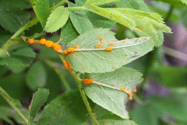 Rose Rust