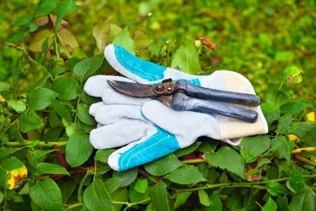 Pruning Roses for Winter