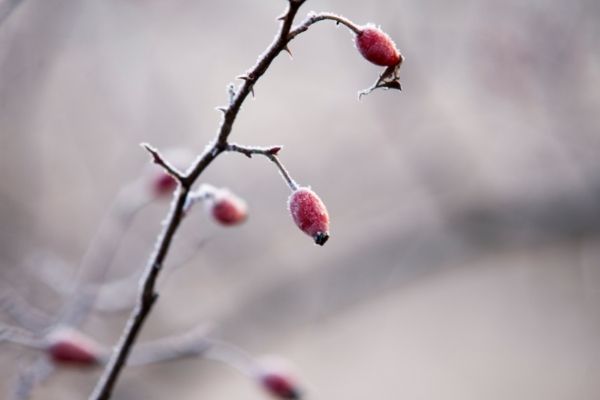 Frost Tolerant Plants