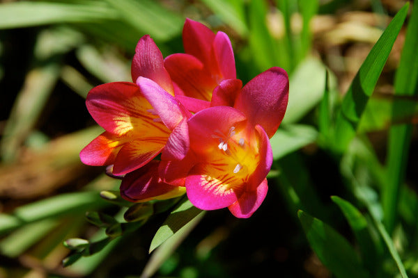 Easy Flowers to Grow in Autumn