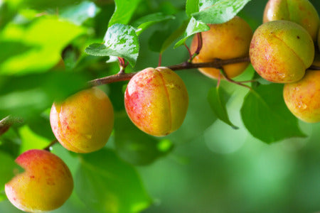 Best Dwarf Apricot Trees Varieties