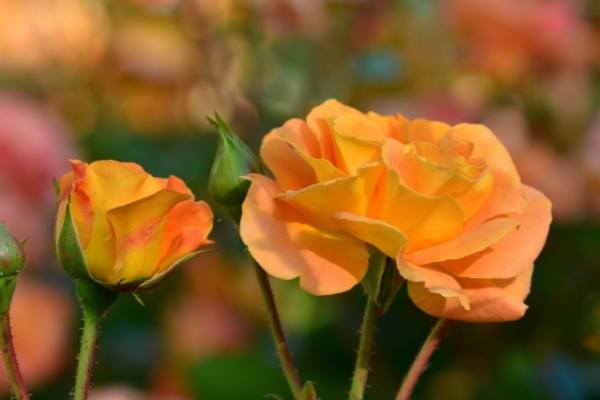White Scale on Roses