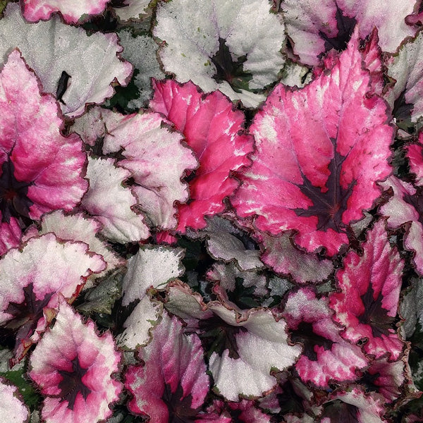 How to Care for Rex Begonia