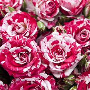 What is a Hybrid Tea Rose?