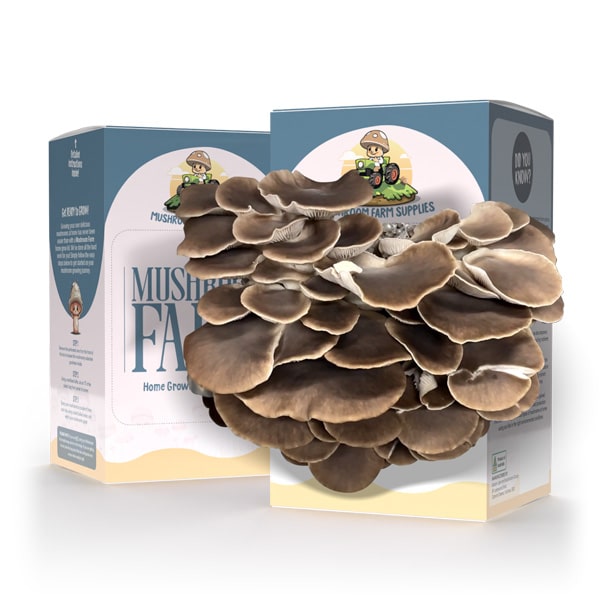 How to Grow Mushrooms at Home with a Mushroom Growing Kit