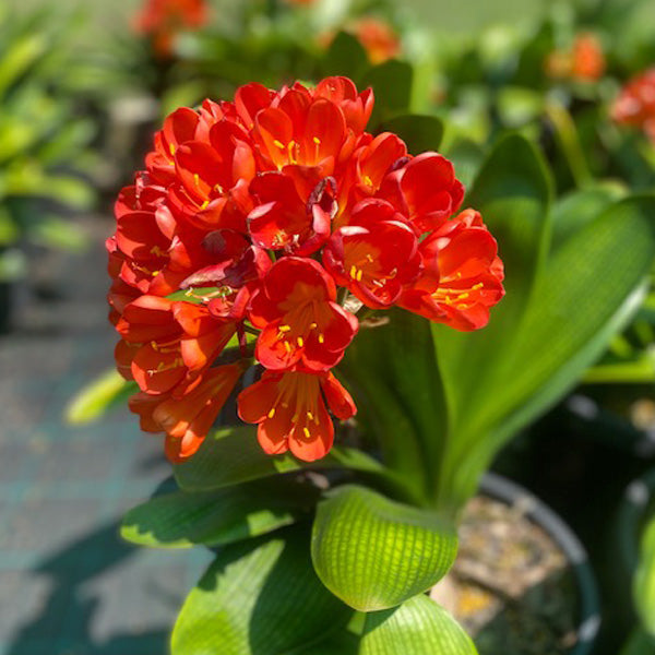 Shade Plants Australia | Create A Tropical-Look Garden With Clivia, Ferns & Hostas