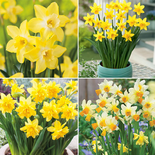 Daffodils in Pots