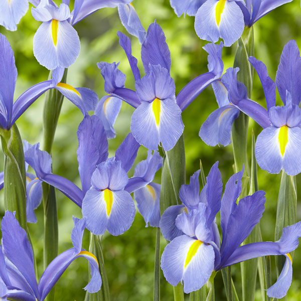 All Types of Irises and Their Uses