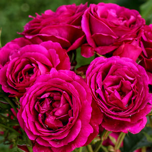 What is a Floribunda Rose?
