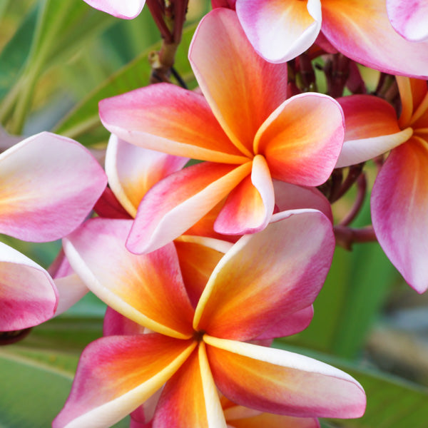 The Ultimate Growing Frangipani Guide
