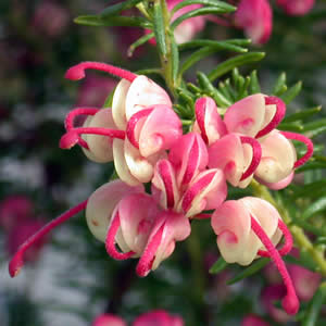 Growing Grevilleas
