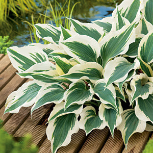 The Enchanting World of Hostas
