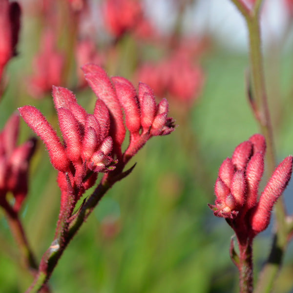 How To Grow Kangaroo Paws in Australia