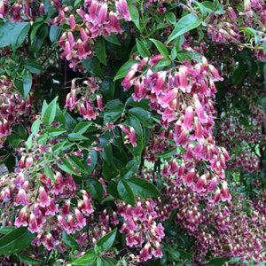 Frost Hardy Climbing Plants