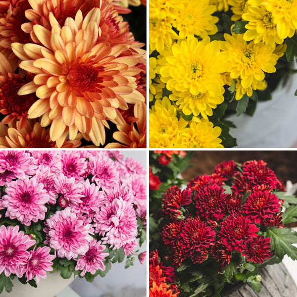 How to Grow Chrysanthemums in Pots