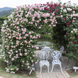 Growing Climbing Roses