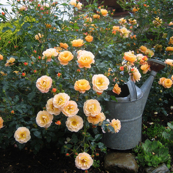 Growing Roses in Pots