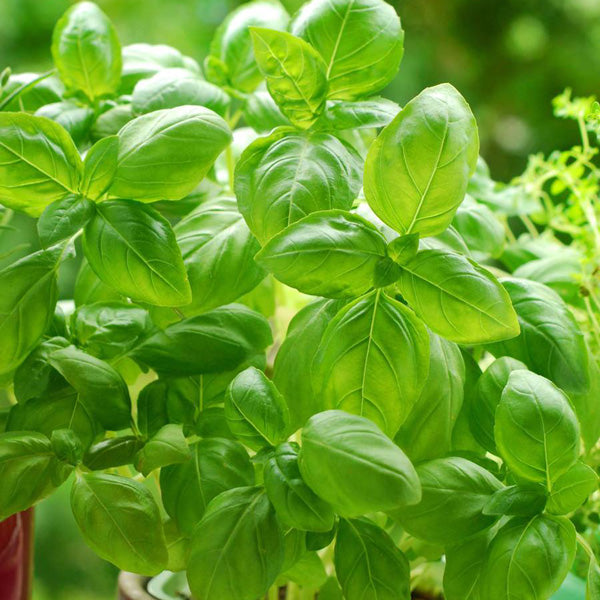 What to Grow Near Basil: Companion Plants