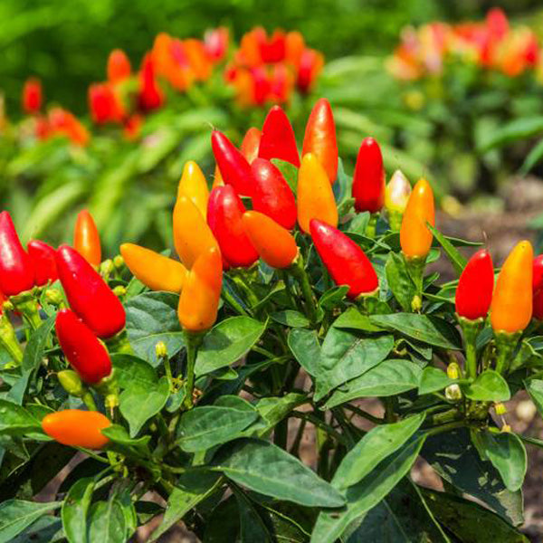 What to Plant in Summer