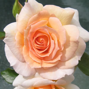 Can You Get Thornless Roses?