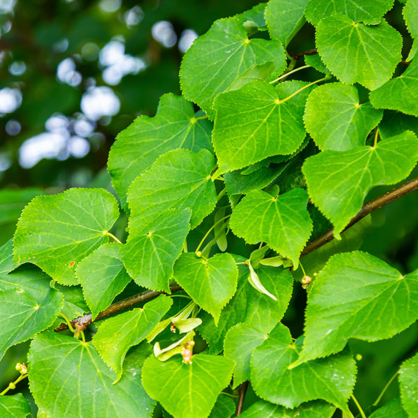 Finding The Best Ornamental Trees for Gardens in Australia