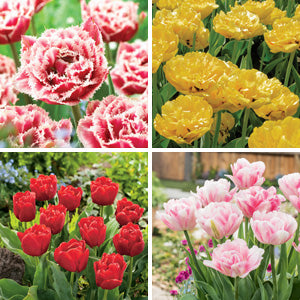 Choosing Between Common Types of Tulips
