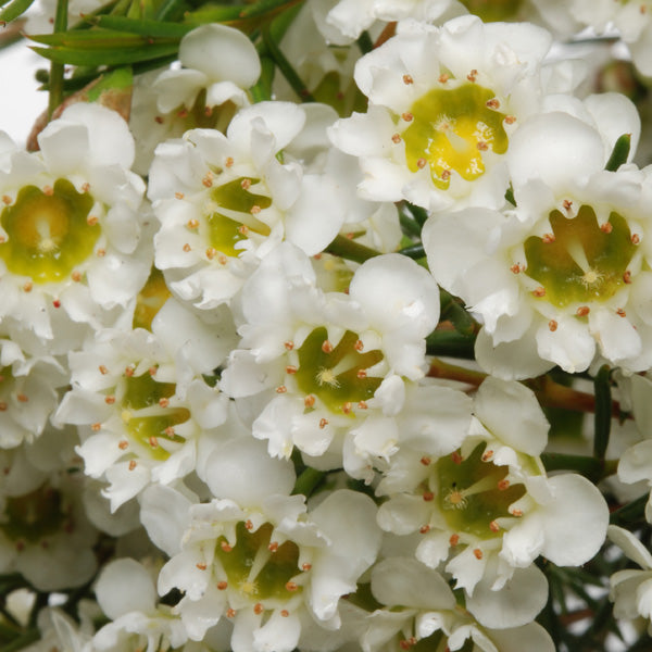 Spring Gardening Tips