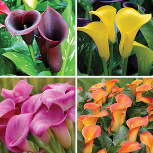 Calla Lily vs Arum Lily - Can You Tell the Difference?