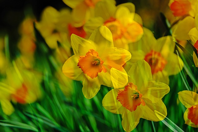 When To Plant Daffodils