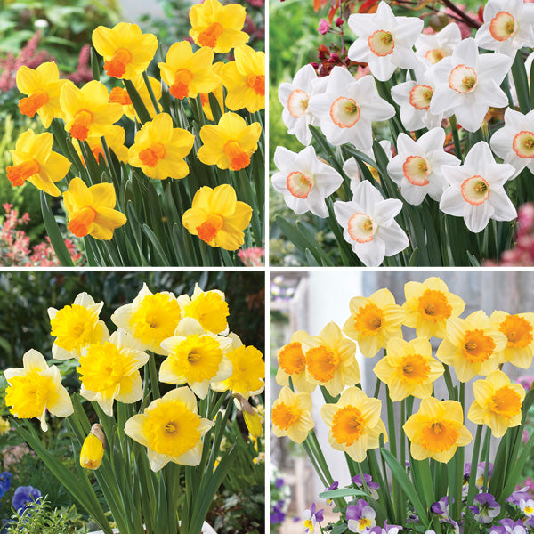 The Daffodils You Need to Brighten Your Garden