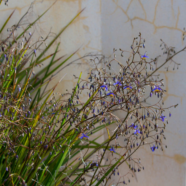 Hardy Coastal Native Australia Plants