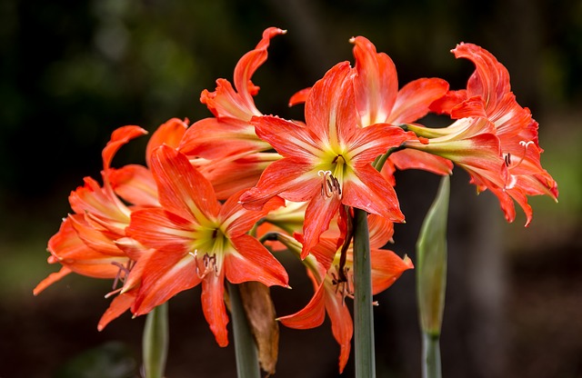 Hippeastrum Varieties
