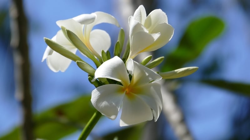 How to Grow Frangipani from a Cutting