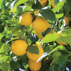 What Are the Best Fruit Trees to Grow in Victoria?