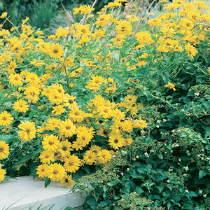 Annual Versus Perennial: What’s the Difference?