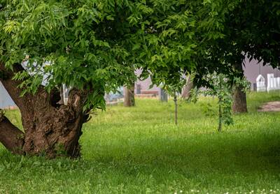 What Are Evergreen Plants?