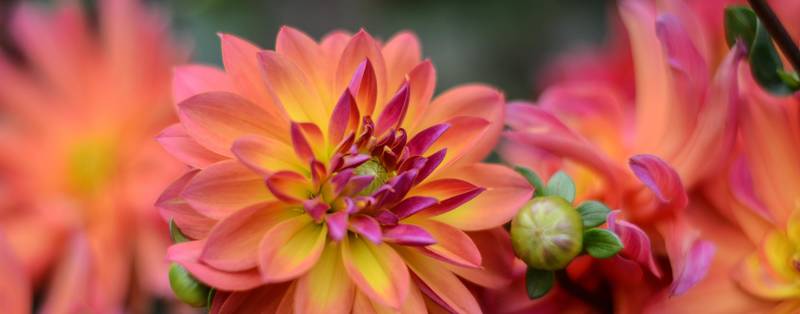 Dahlias: Shade or Full Sun?