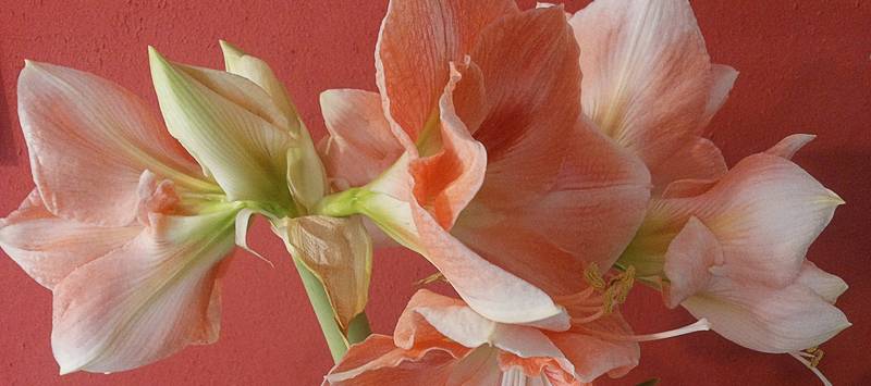 What Should I Do With My Amaryllis After It Blooms?