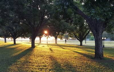 Do Trees Absorb Carbon Dioxide?