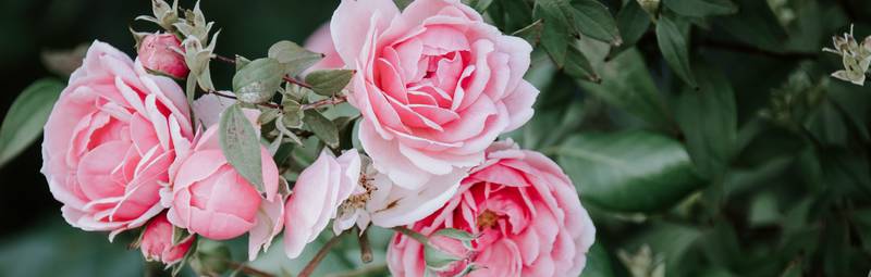 Types of Roses