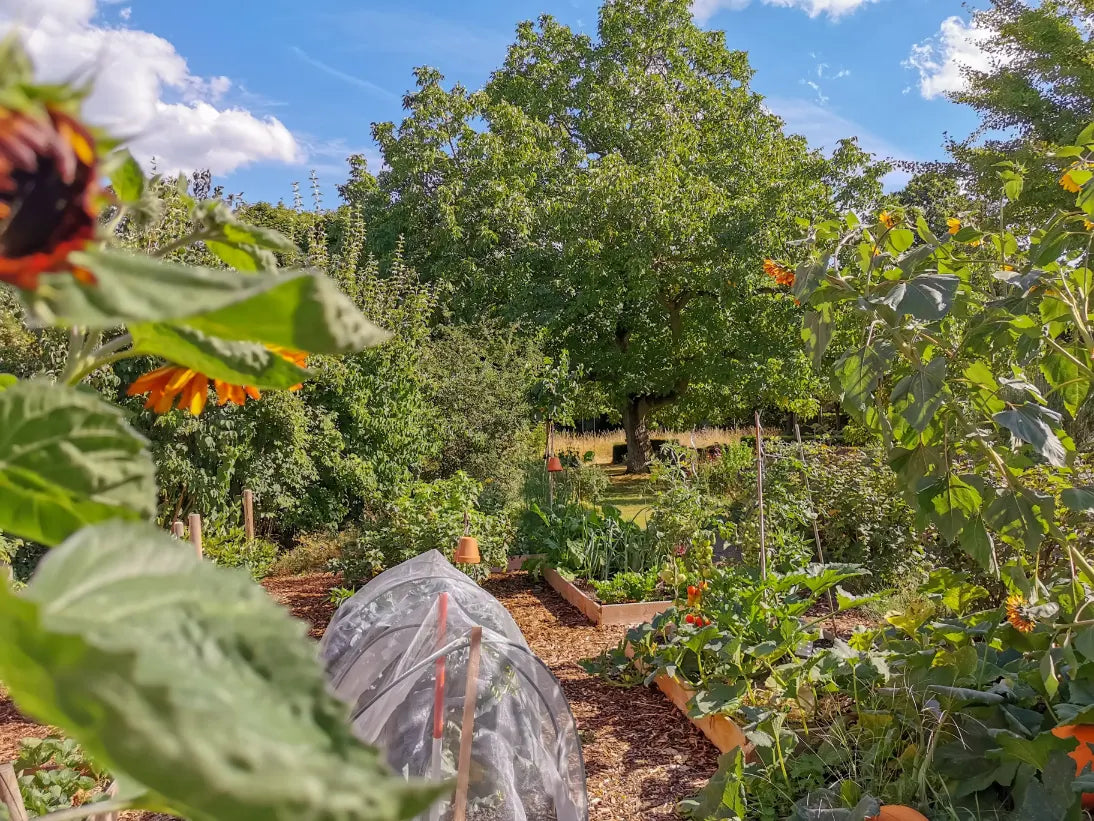 Beginner’s Guide to Starting a Permaculture Garden