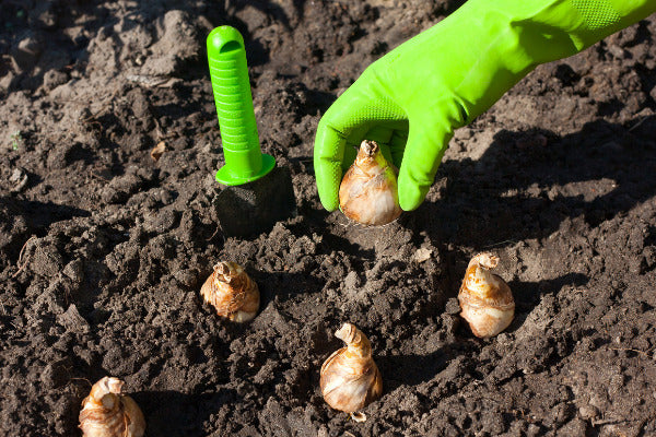 Bulbs to Plant In Autumn