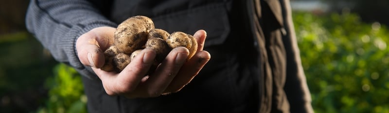 Seed Potato Varieties