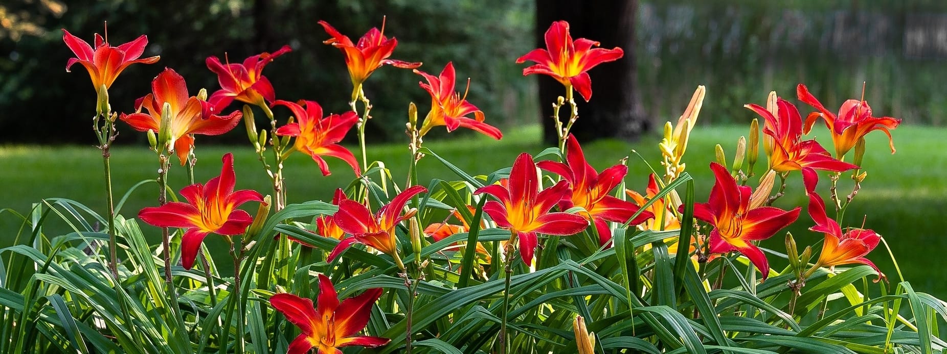 Plants That Like Full Sun and Heat