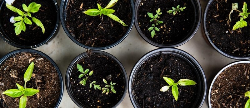 Easy Edibles to Grow This Winter