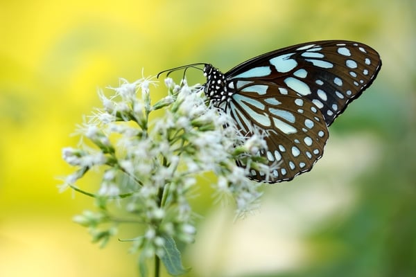 Enviro-friendly Plants That Attract Butterflies