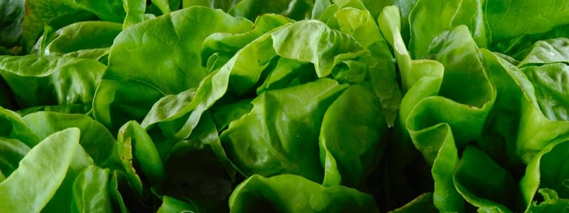 Best Lettuce to Plant in Summer