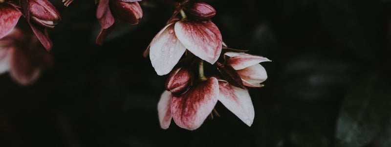 Top 10 Shade-Loving Plants
